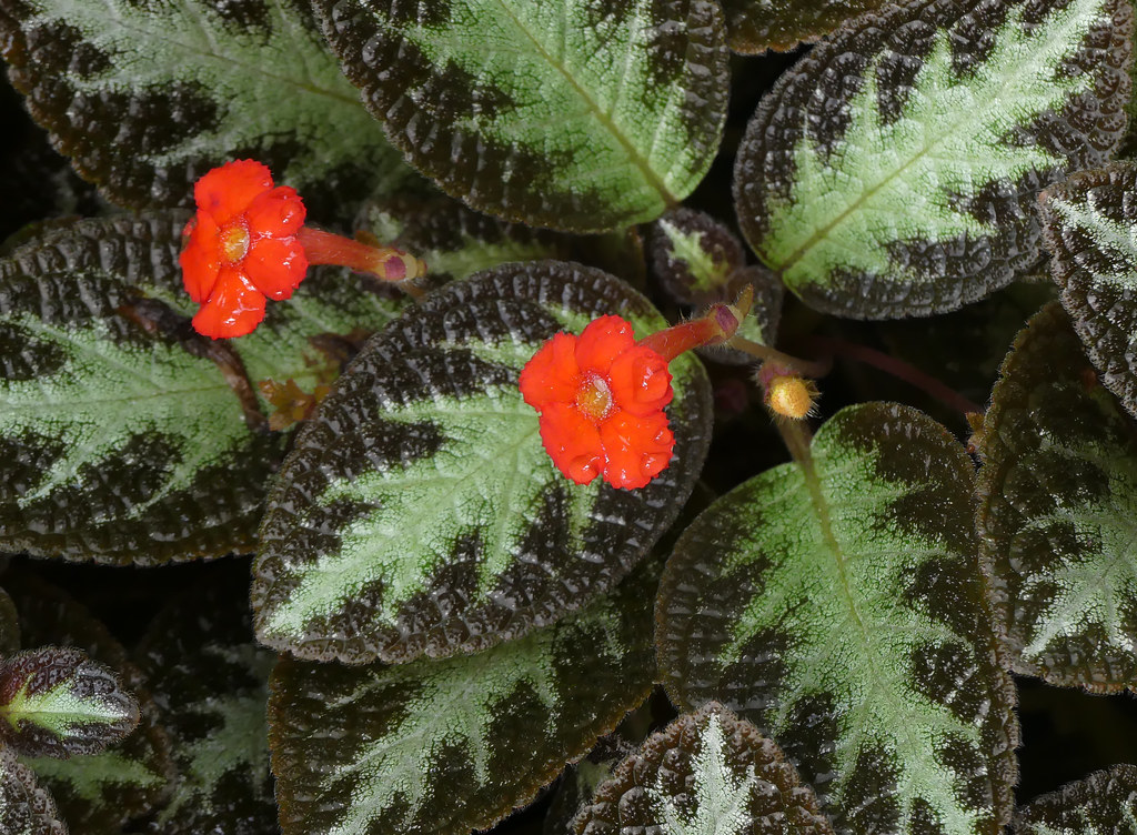 Episcia reptans - Imagen 2
