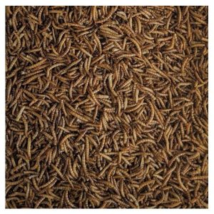 GUSANOS DE LA HARINA (Tenebrio) 5 KG.