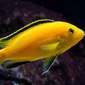 Cíclido Amarillo Malawi