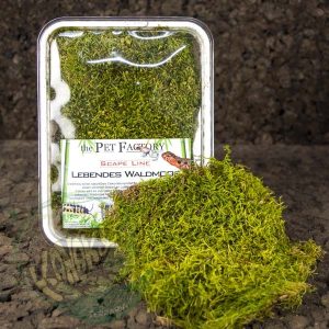 MUSGO DE BOSQUE VIVO