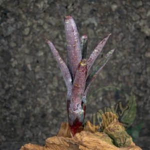 Neoregelia ampullacea purpurea