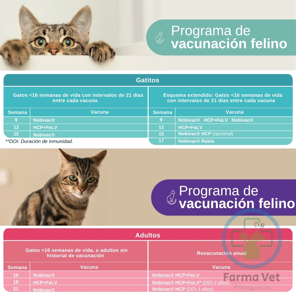 NOBIVAC CAT FELV 5 DOSIS Vacuna Leucemia Felina - Imagen 2