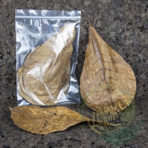 HOJAS DE TERMINALIA CATAPPA