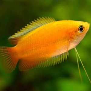 Gurami miel trichogaster chuna